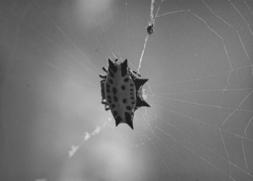 Spinybacked Orbweaver
