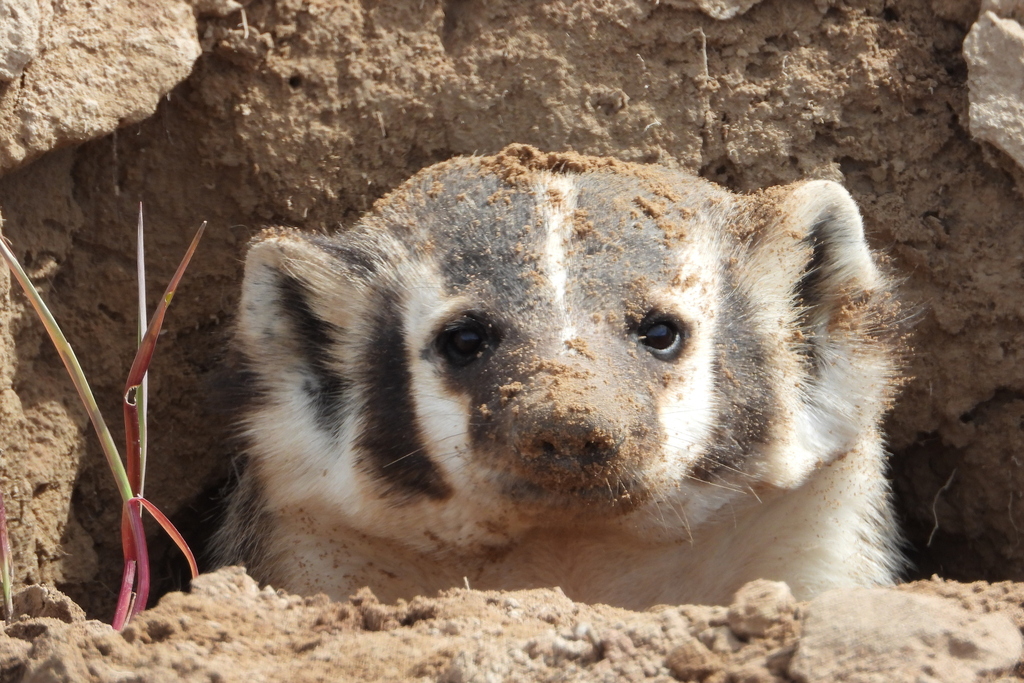 American Badger from Bonneville County, ID, USA on May 10, 2022 at 11: ...