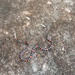 Brazilian Ribbon Coral Snake - Photo (c) Kathy A Berton, all rights reserved, uploaded by Kathy A Berton