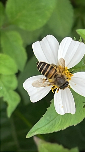 Asian Honey Bee