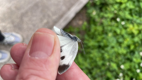 Small White