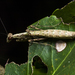 Miobantia rustica - Photo (c) Projeto Mantis, todos los derechos reservados, subido por Projeto Mantis