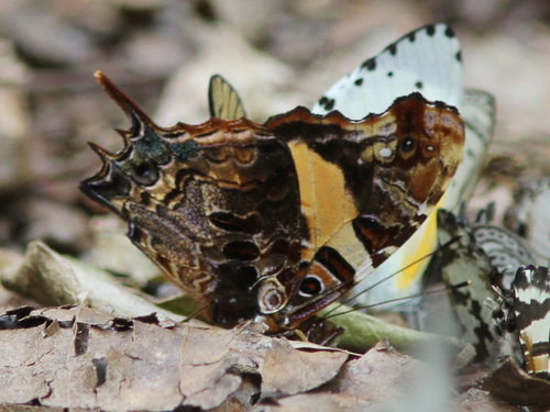Forest Admiral