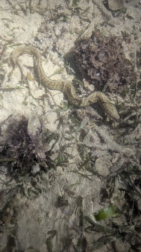Gymnothorax richardsonii