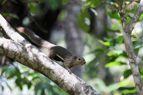 Plantain Squirrel