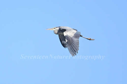 Grey Heron
