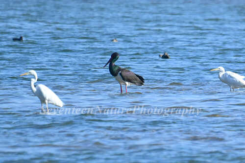 Black Stork