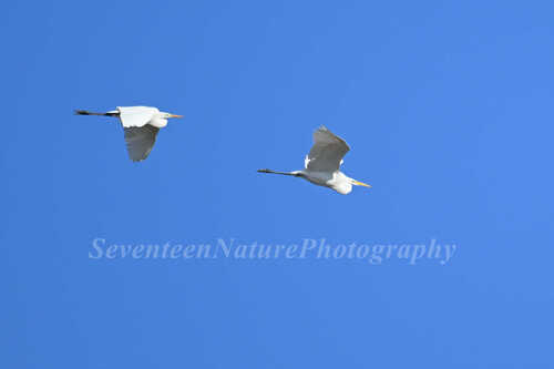 Great Egret