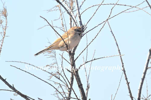 Pallas's Bunting