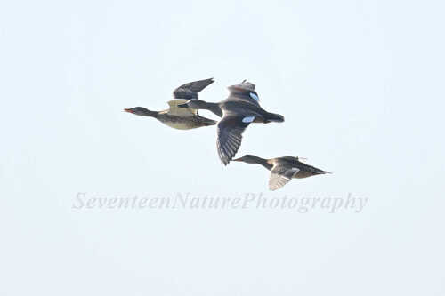 Gadwall