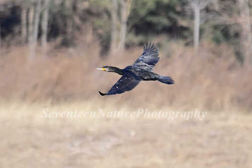 Great Cormorant
