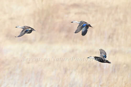 Eastern Spot-billed Duck