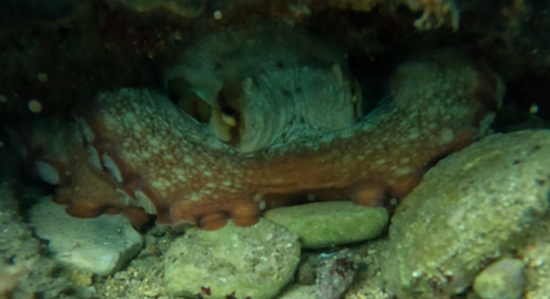 Octopus vulgaris