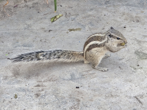 Five-striped Palm Squirrel