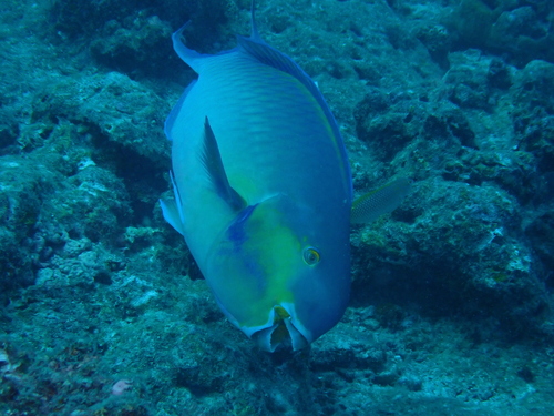 Chlorurus strongylocephalus