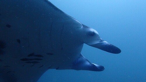 Mobula alfredi