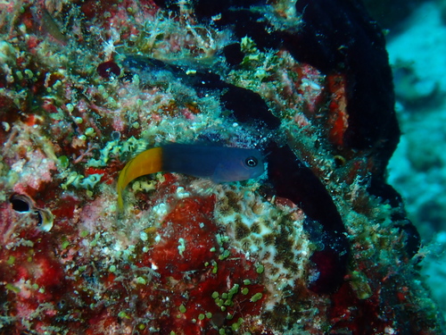 Ecsenius bicolor