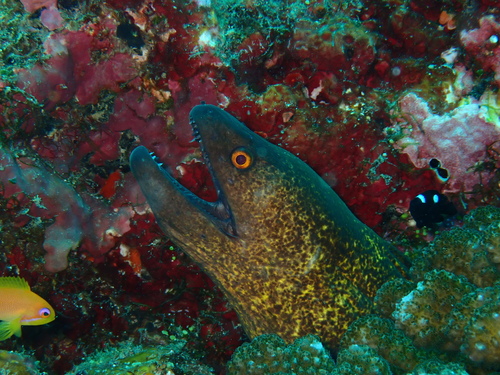 Gymnothorax flavimarginatus