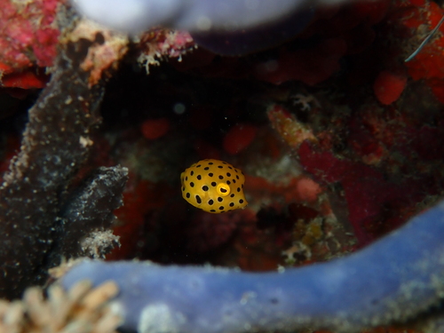 Yellow Boxfish — seen at this dive site