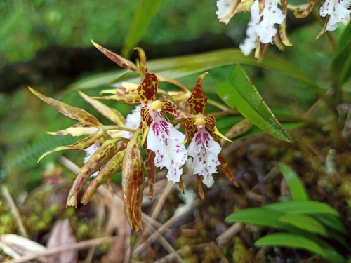 Tenuoides Oncidium