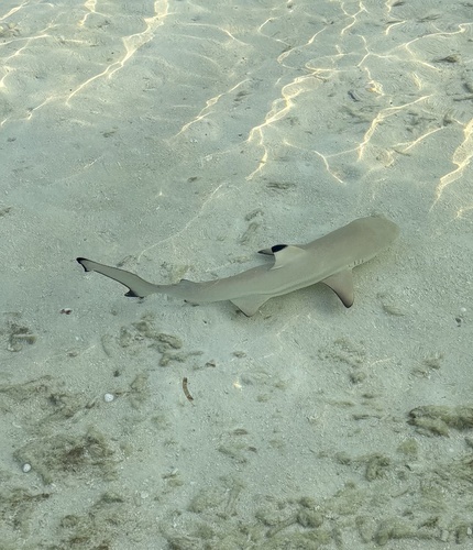 Carcharhinus melanopterus