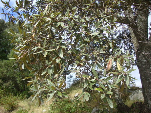 Quercus crassipes