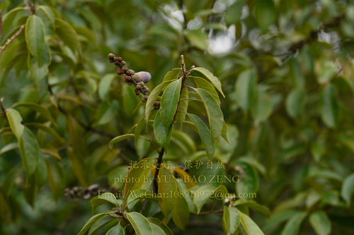 Japanese blue oak