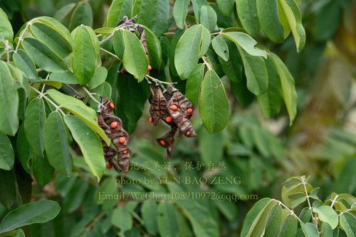 Ormosia henryi