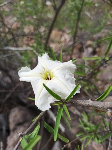 Ipomoea seaania