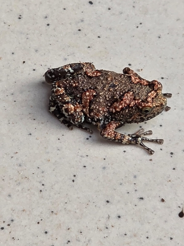 Painted Globular Frog