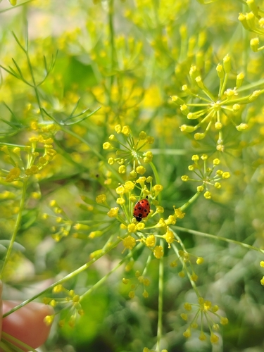Eleven-spotted Ladybird Beetle