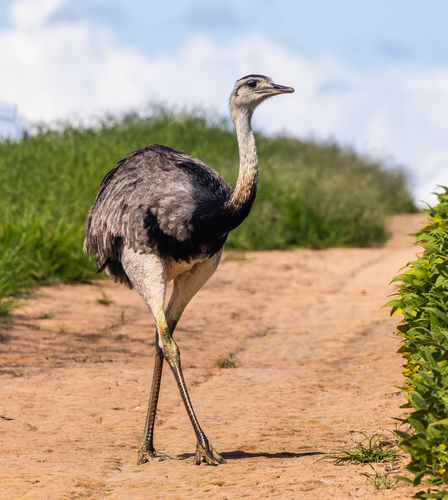 Greater Rhea