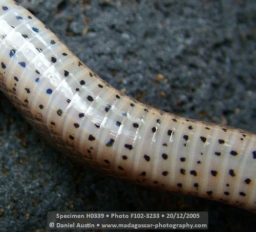 White-lipped Smooth Snake