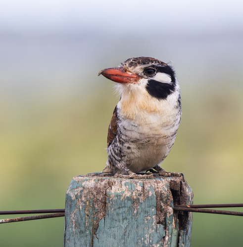 White-eared Puffbird