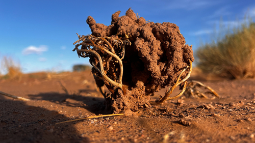 true rose of Jericho