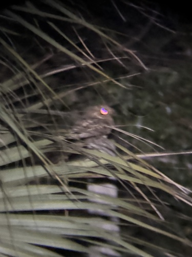 Eastern Whip-poor-will observed by brynnfricke