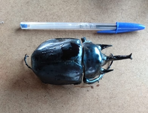 Actaeon Beetle
