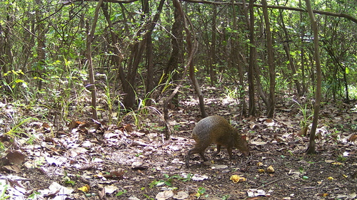 Azara's Agouti