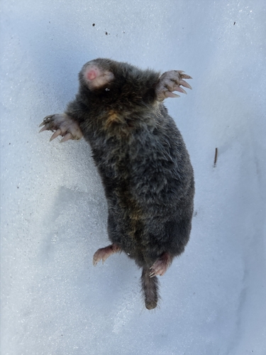 Hairy-tailed Mole observed by sbs2000