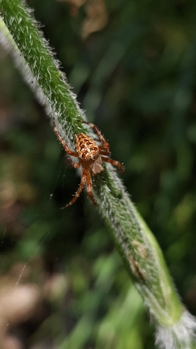 Cross Orbweaver