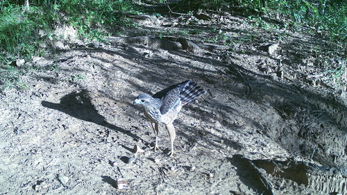 Roadside Hawk