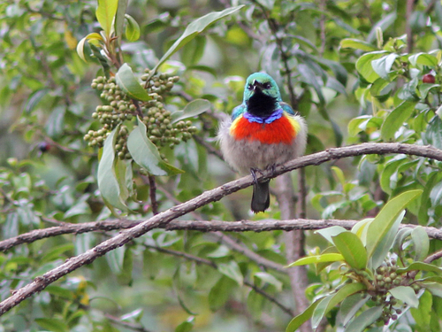 Stuhlmann's Sunbird