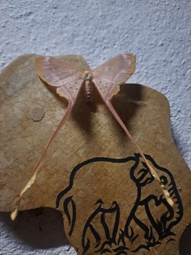 Eudaemonia argus
