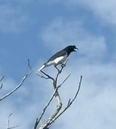 Curl-crested Jay