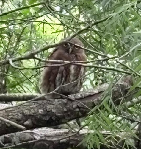Ferruginous Pygmy-Owl