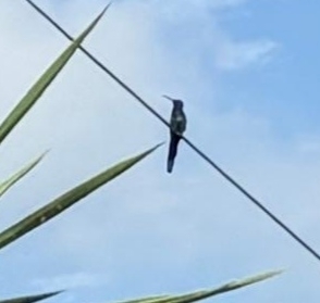 Swallow-tailed Hummingbird