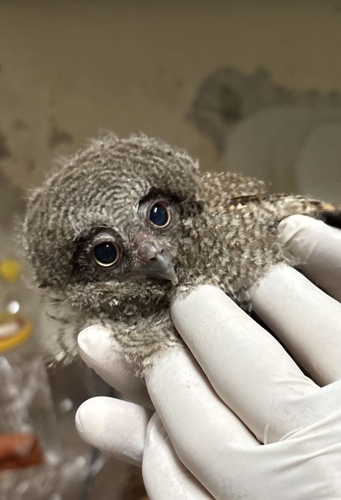Tropical Screech-Owl