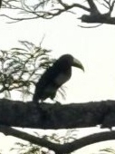 Black-necked Aracari