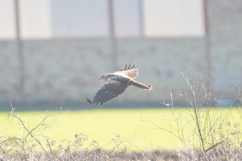 Avistamiento Aguilucho lagunero occidental