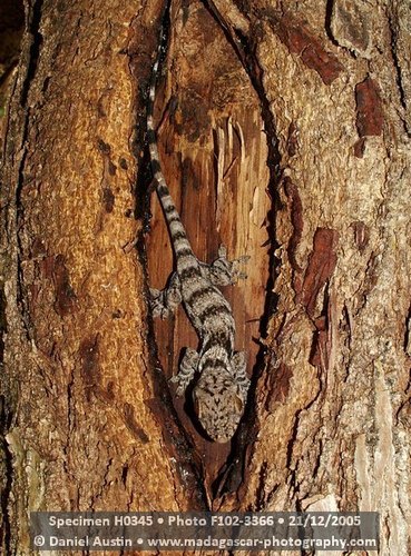 Madagascar Velvet Gecko